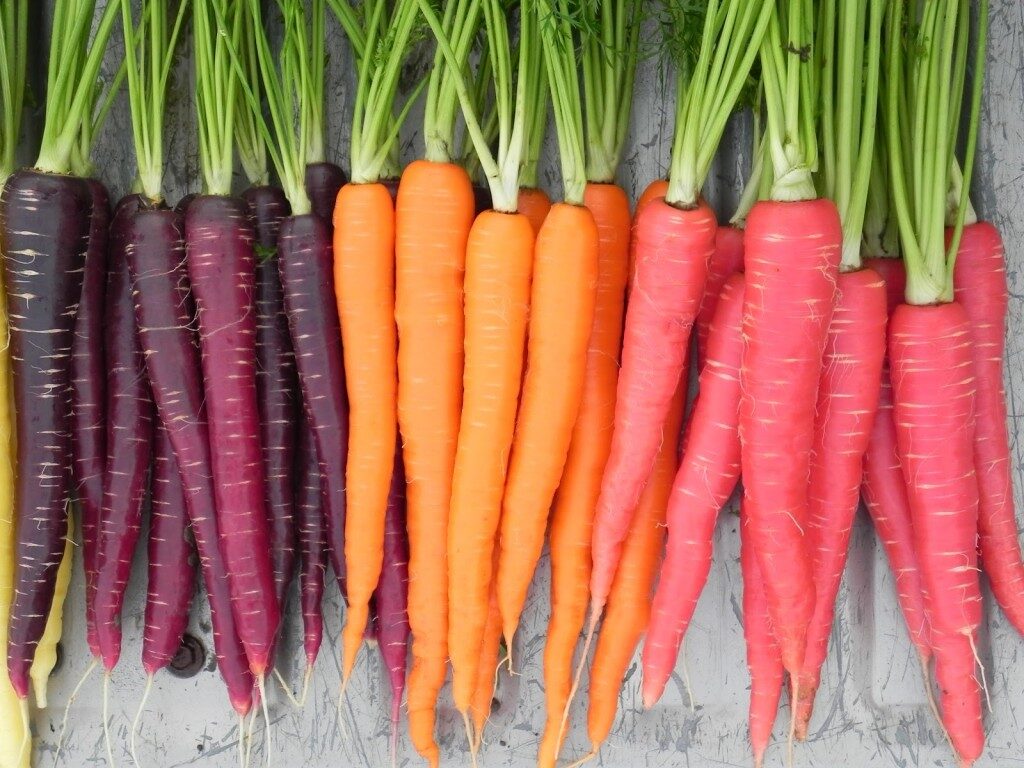 carrot-nutri-red-sugarsnax-purplesnax-1024x768-7891539