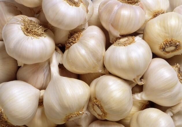 garlic-bulbs-main-3775098